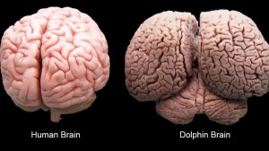 Dolphin-Brain